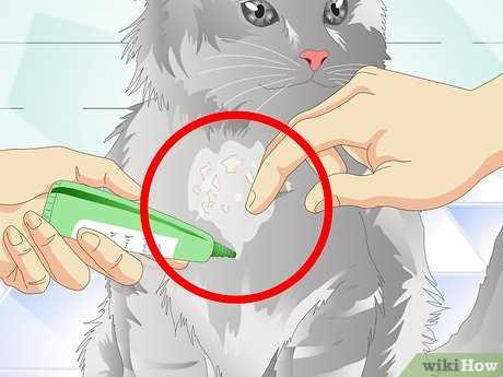 Adjusting Your Diet for Skin Health
