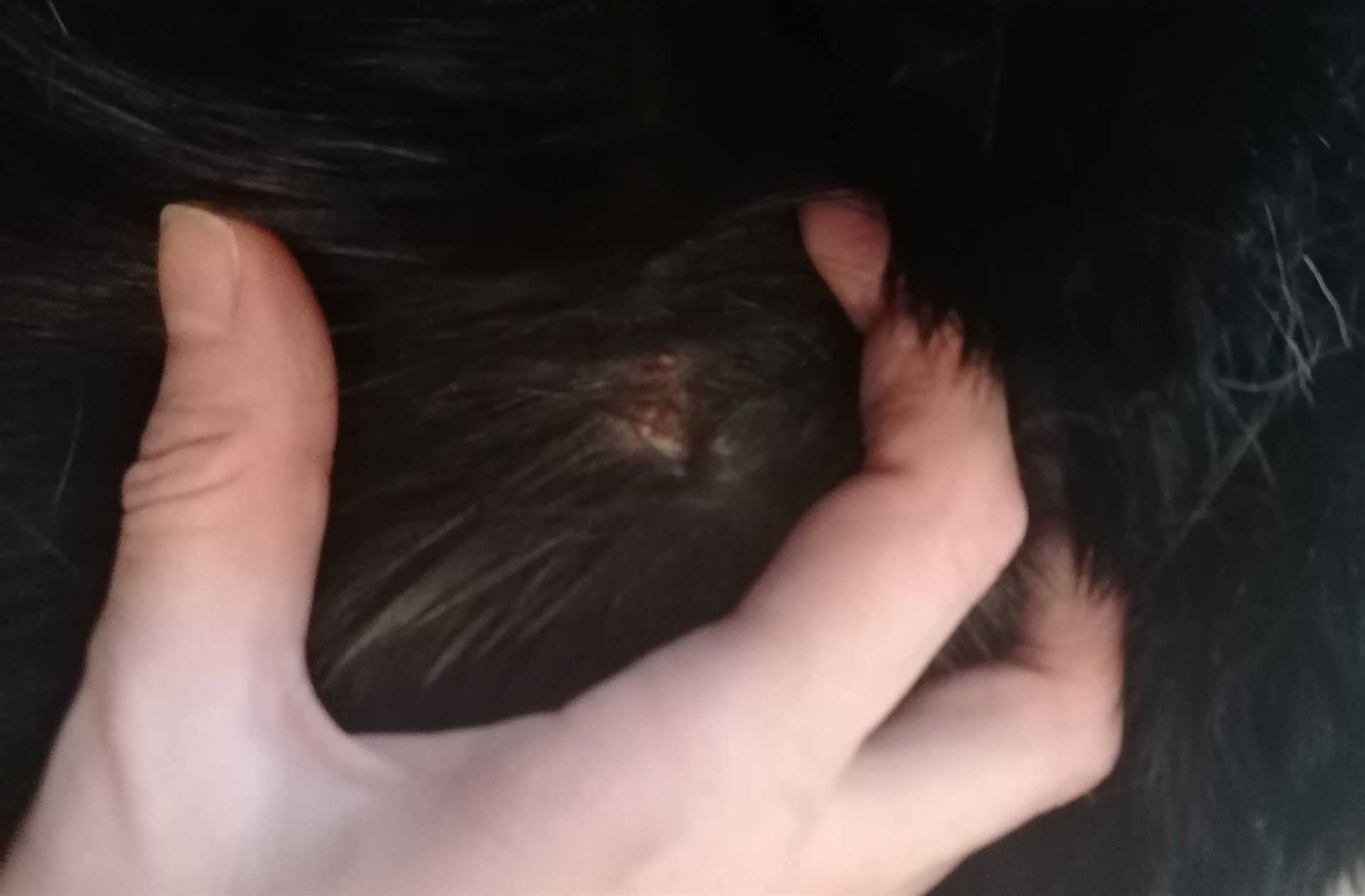 Signs Indicating Immediate Veterinary Attention