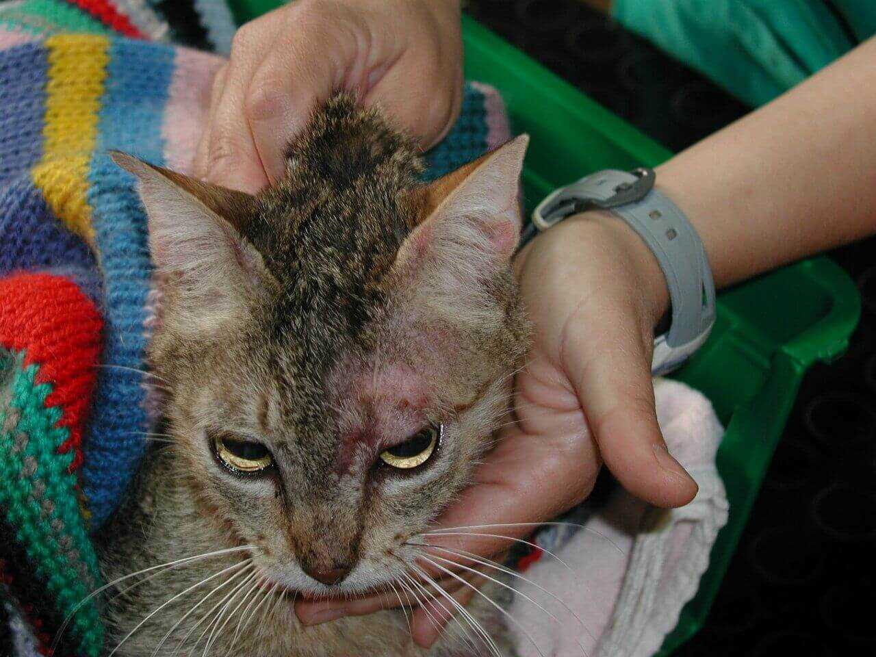 When to Consult a Veterinarian for Skin Issues