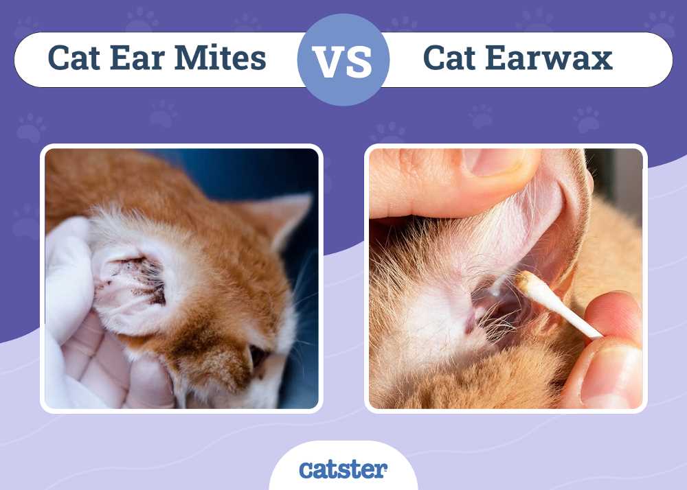 Cleaning Your Cat's Ears Properly