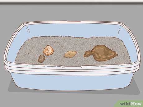 Preventive measures to avoid giardia reinfection