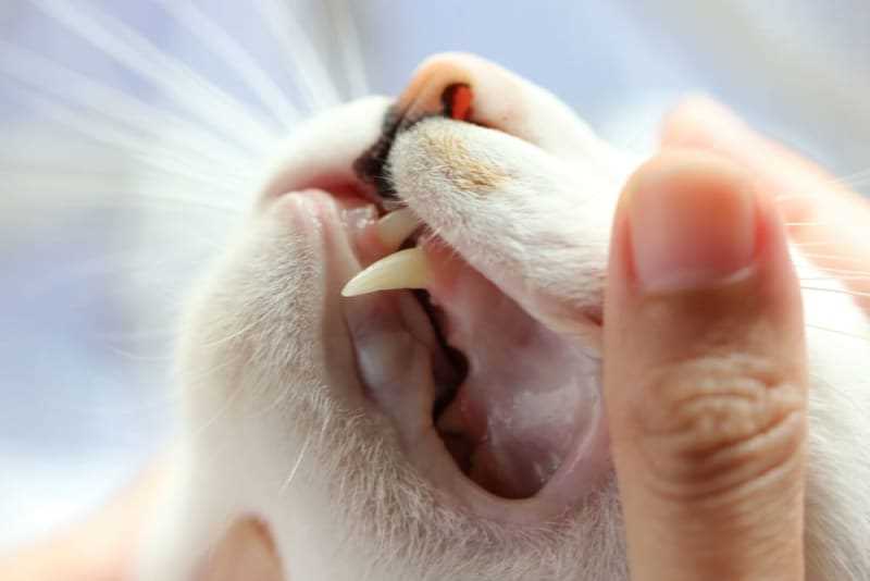 Choosing the Right Dental Products for Cats