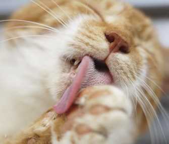 How often do furry friends groom themselves?
