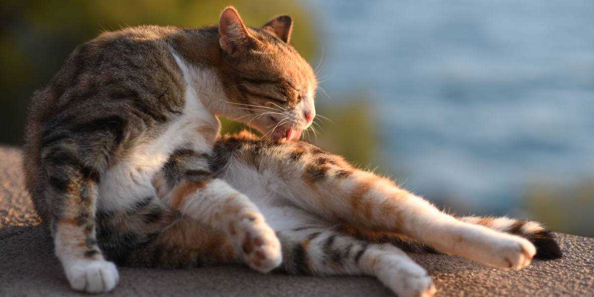 Understanding the Anatomy of a Feline's Tongue