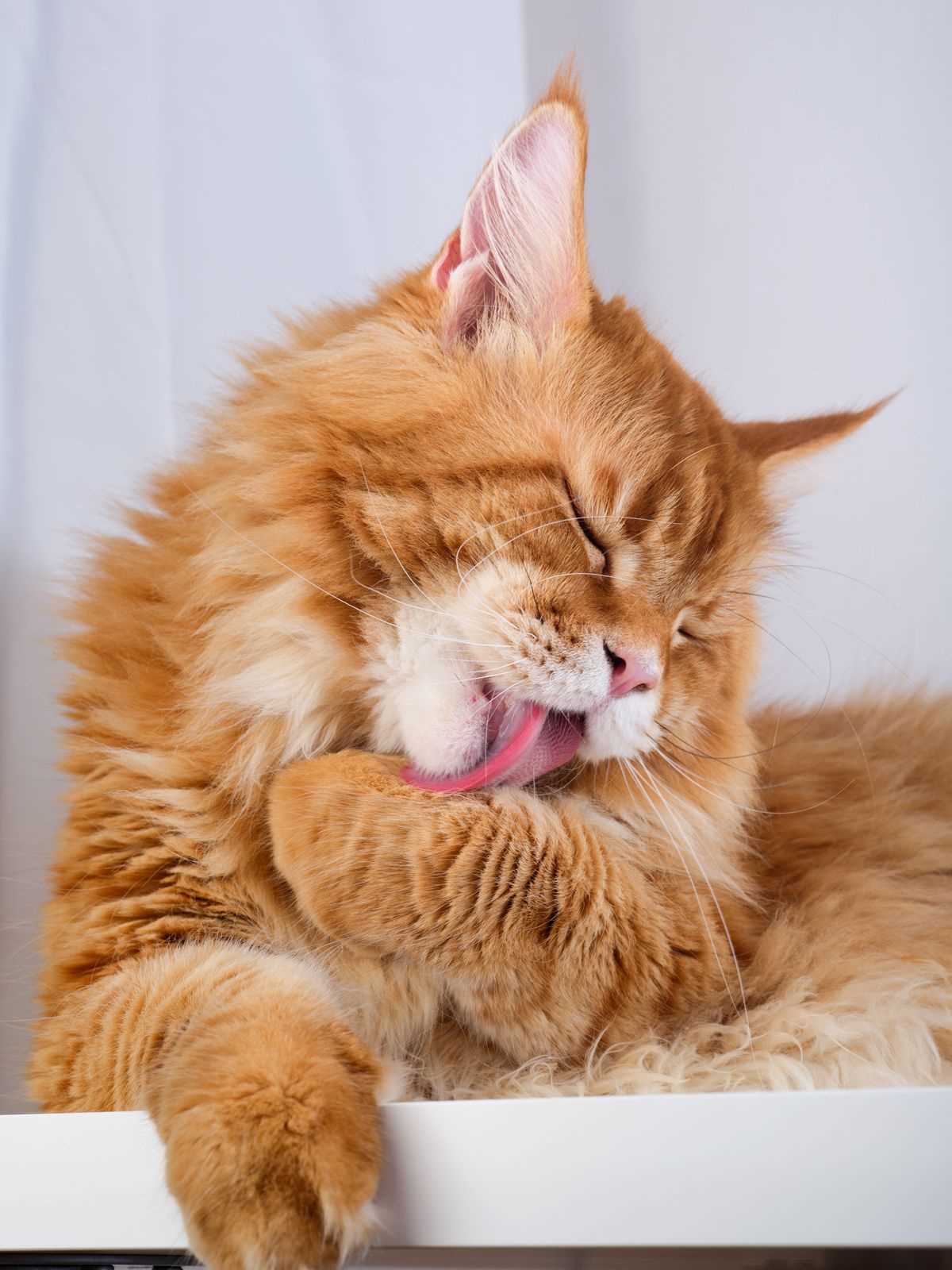 Tips for Owners to Assist in Their Feline's Grooming Routine