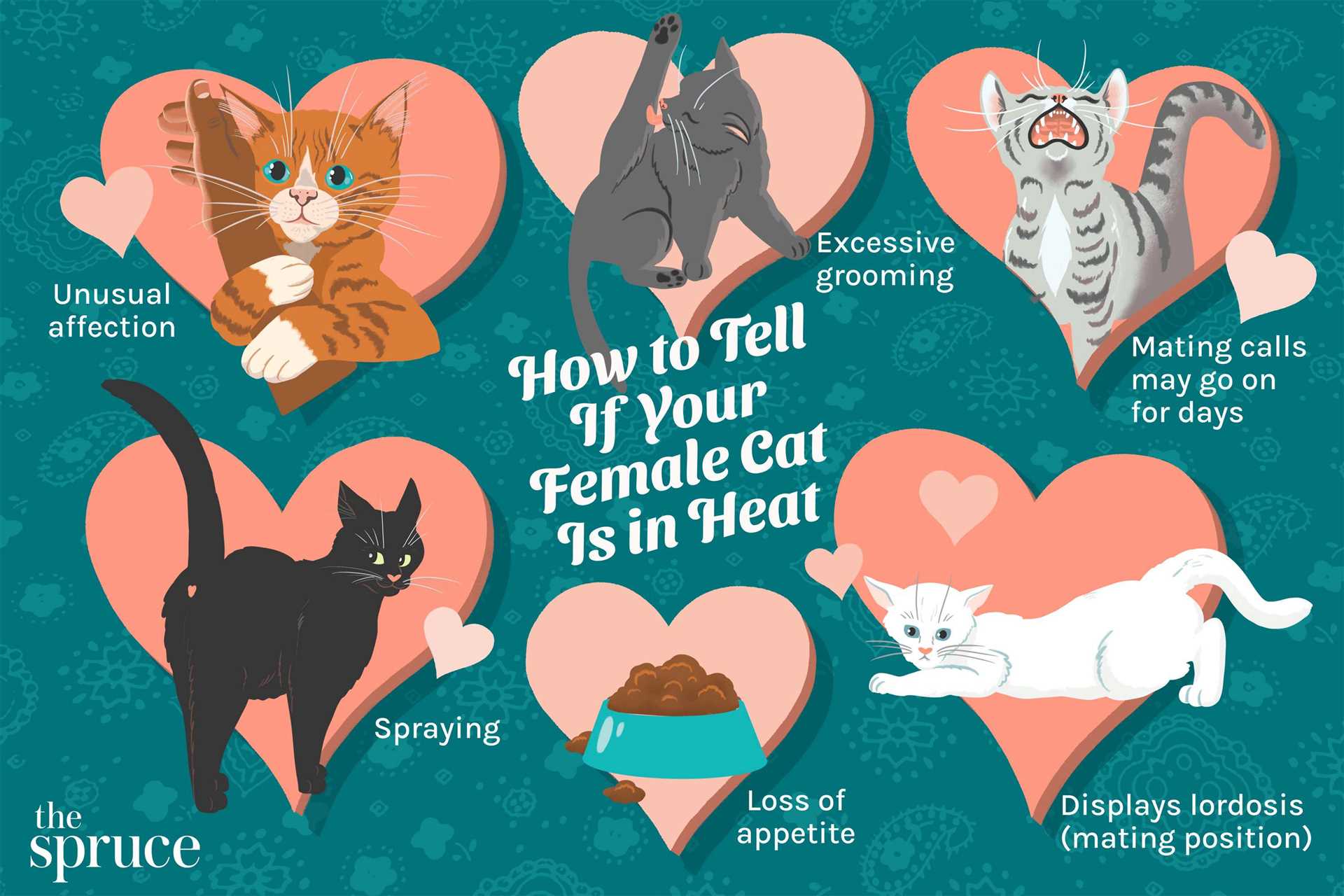 Understanding the Factors Influencing Heat Cycle Onset in Cats