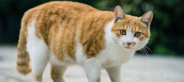 Understanding Cats' Sensory Abilities During Early Pregnancy