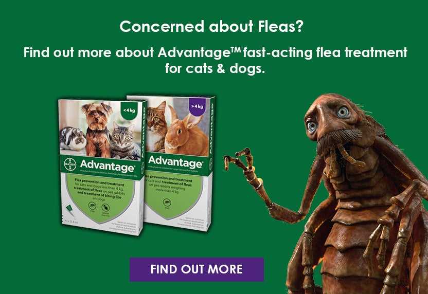 Consultation with Veterinarians: When and Why It's Necessary