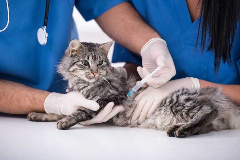 Identifying risks and benefits of vaccination in feline populations
