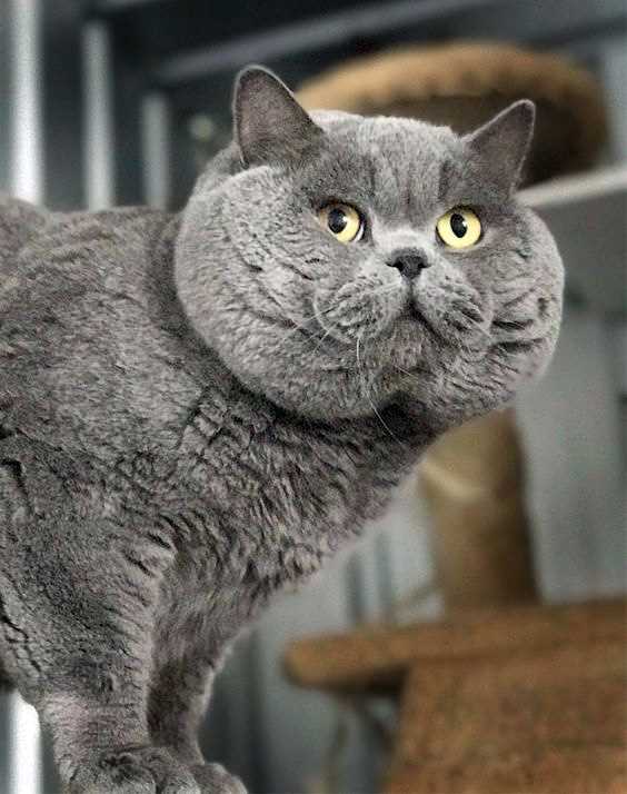 Comparing Prices: British Shorthairs vs. Other Breeds