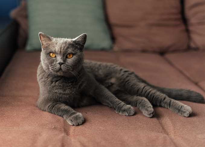 Ongoing Costs: Food and Healthcare for British Shorthairs