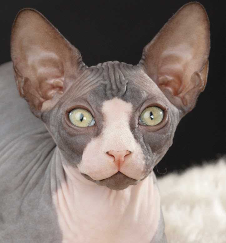Pricing Insights for Sphynx Companions