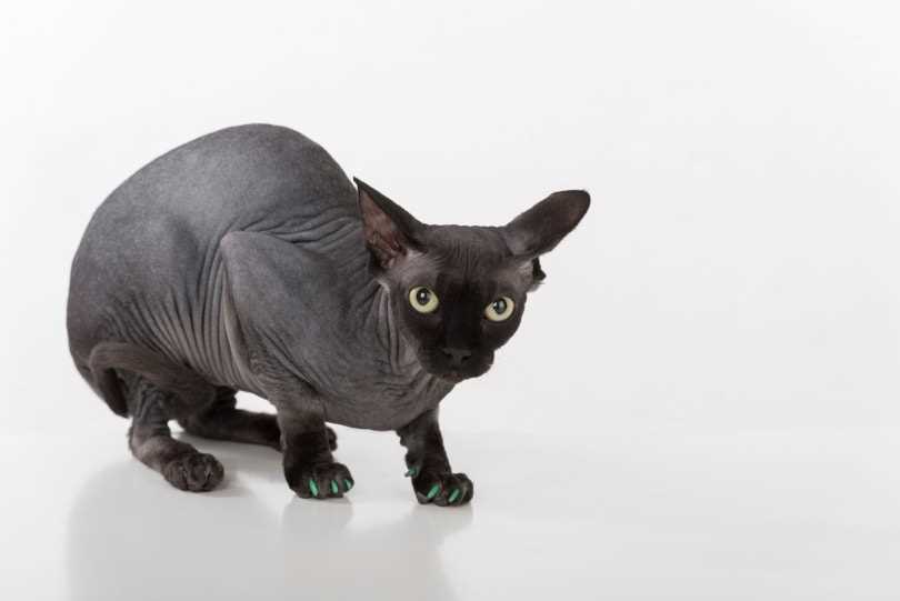 Factors Influencing the Price of Hairless Cats