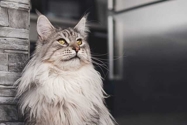 Ongoing Costs of Maintaining a Maine Coon