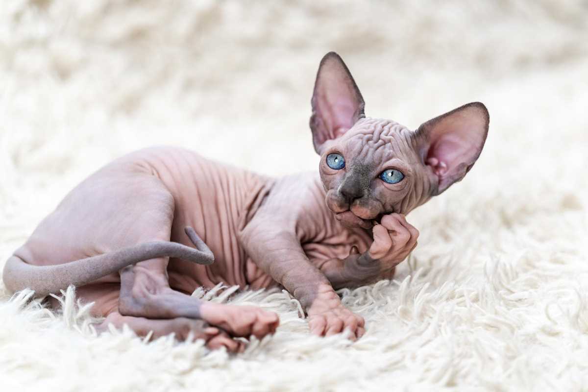Initial Purchase Price of Sphynx Cats
