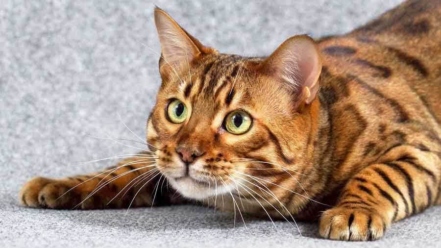 Ongoing Costs of Caring for a Bengal Cat