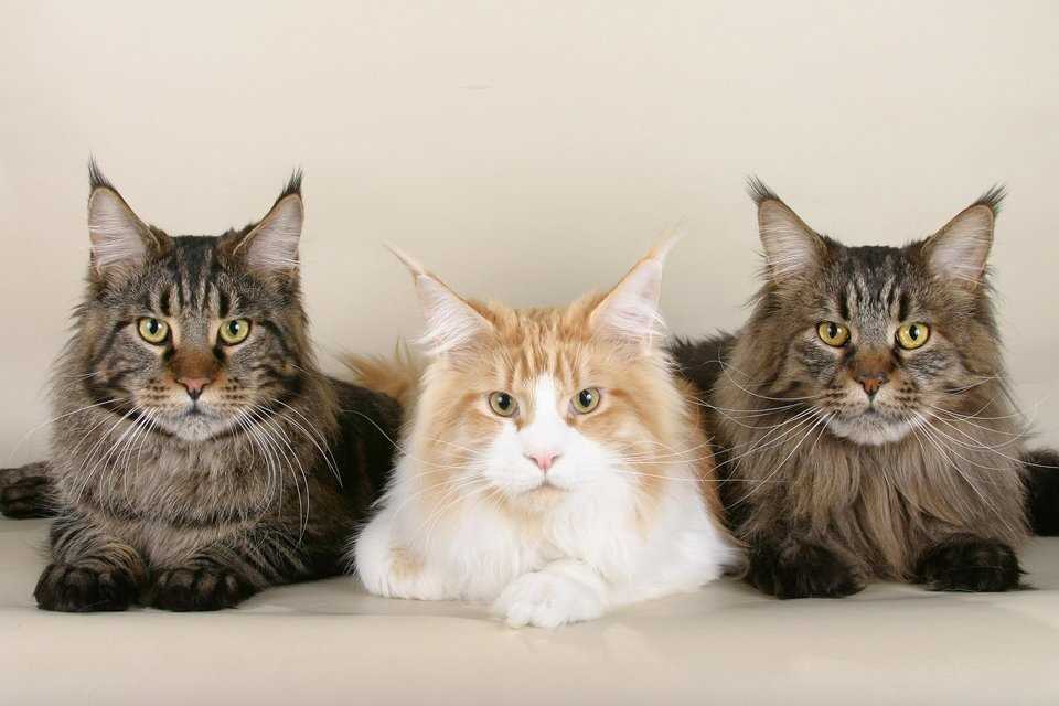 Pedigree and Breeding
