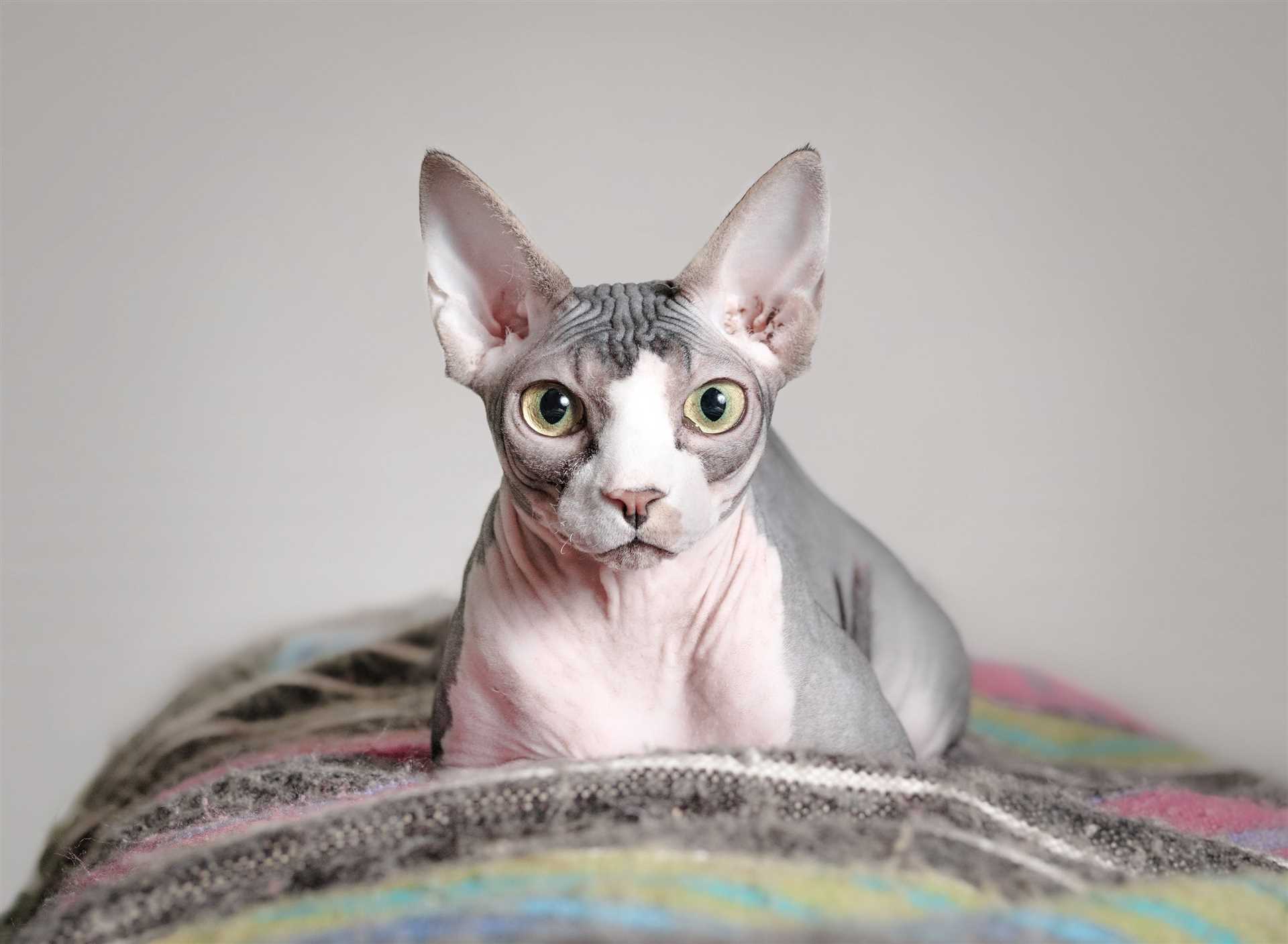 Grooming and Health Care