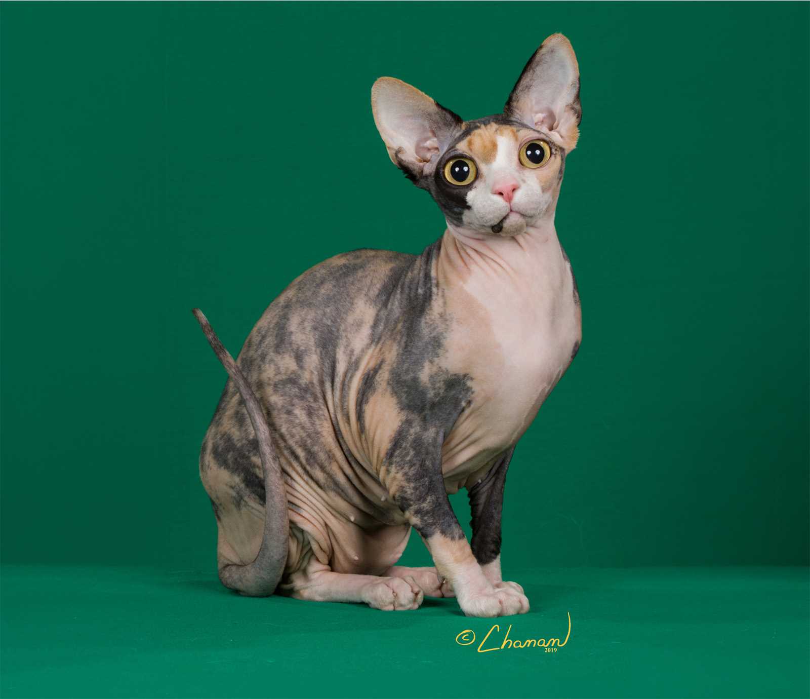 Ongoing Costs of Caring for a Sphynx