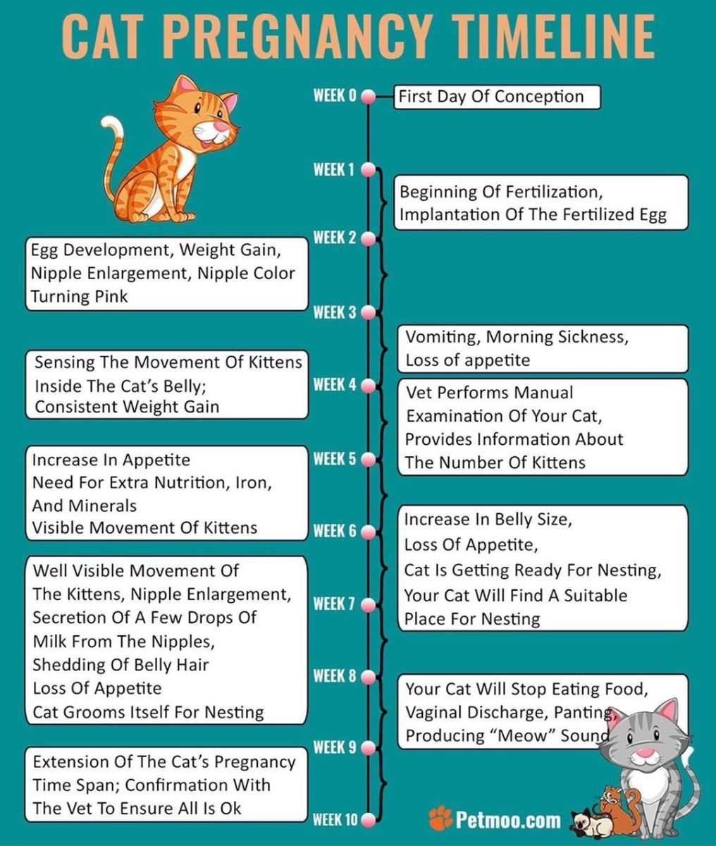 Understanding the Timing for Feline Pregnancy Termination