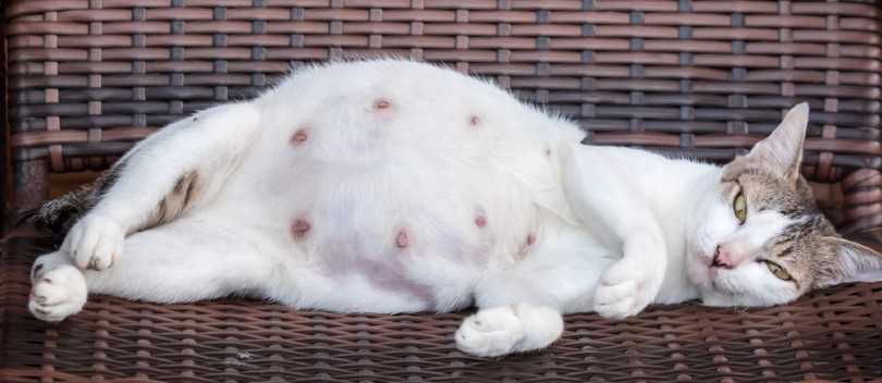Potential Risks and Considerations for Feline Termination