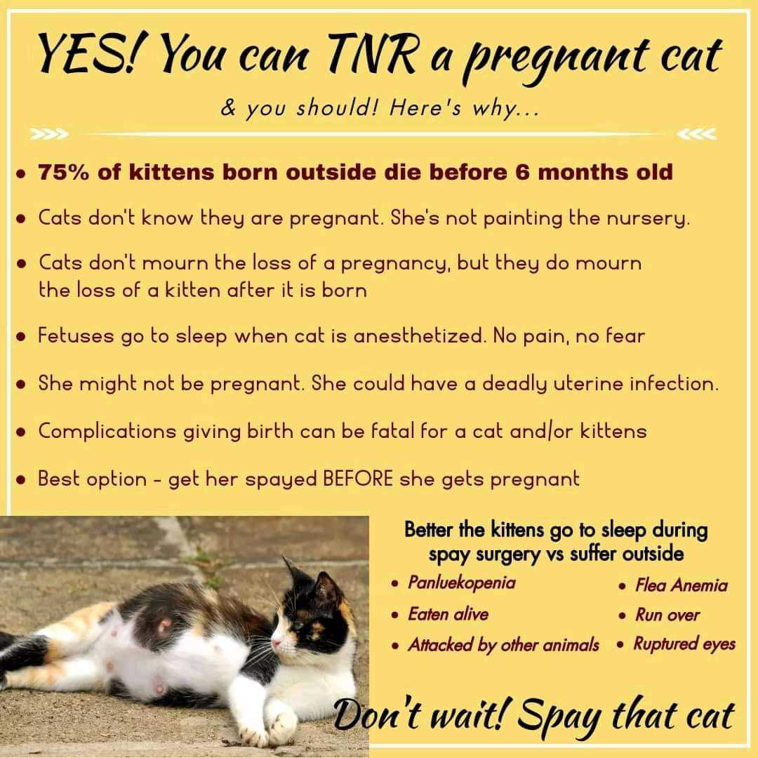 Understanding Feline Pregnancy Stages