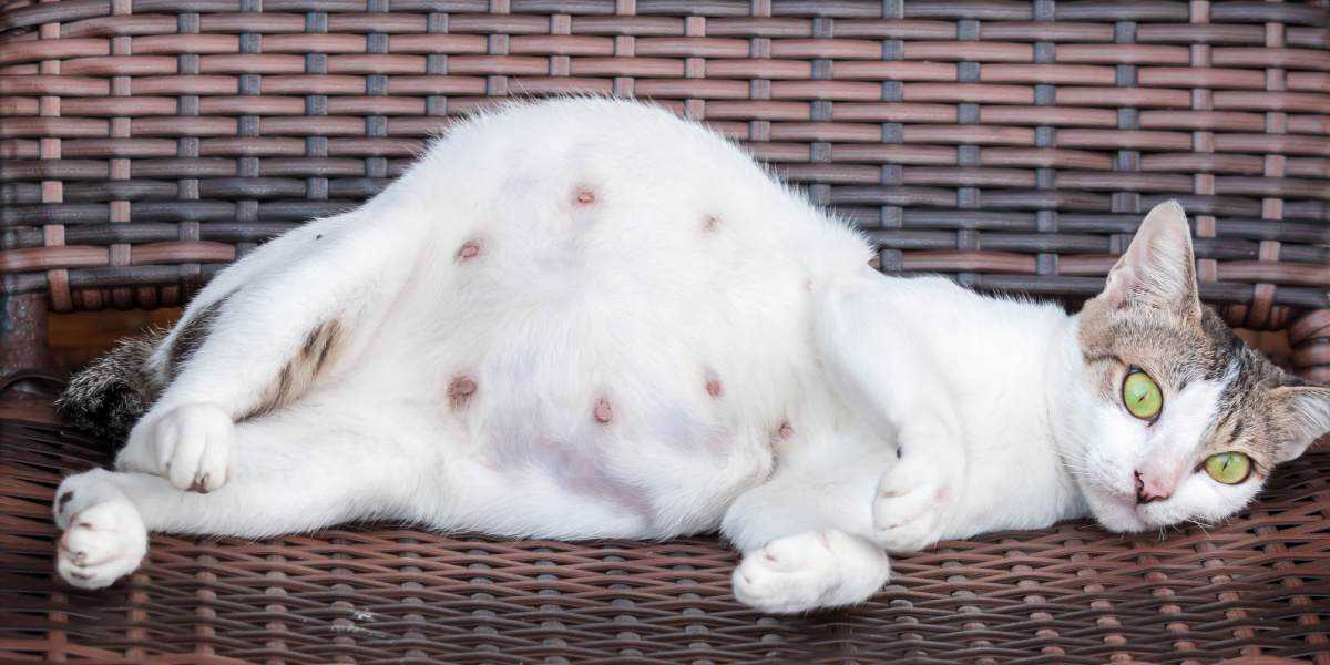 Physical Signs of Pregnancy in Cats