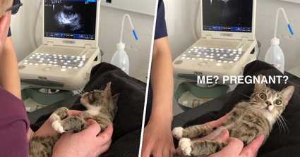 When to Consult a Veterinarian About Your Feline's Condition