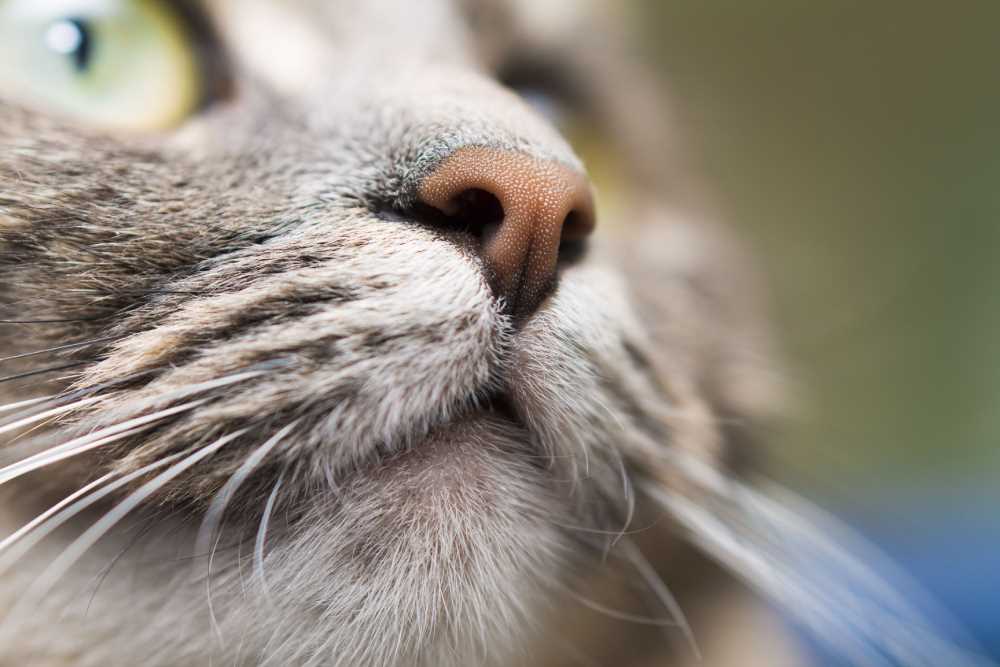 Understanding the Cat's Sense of Smell