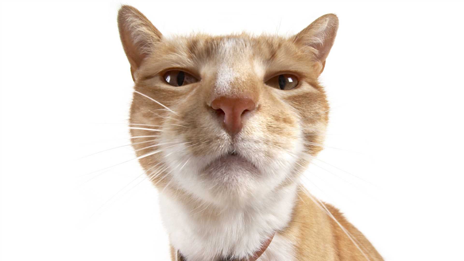 Enhancing Your Feline's Olfactory Abilities