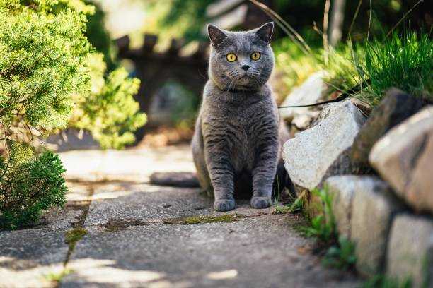 Understanding Cat Behavior and Natural Instincts