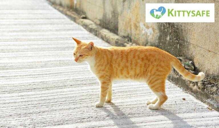 Factors Influencing the Roaming Distance of Neutered Cats