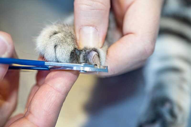 Choosing the Right Tools for Nail Trimming