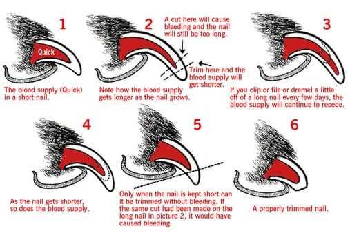Identifying the Quick in Claws