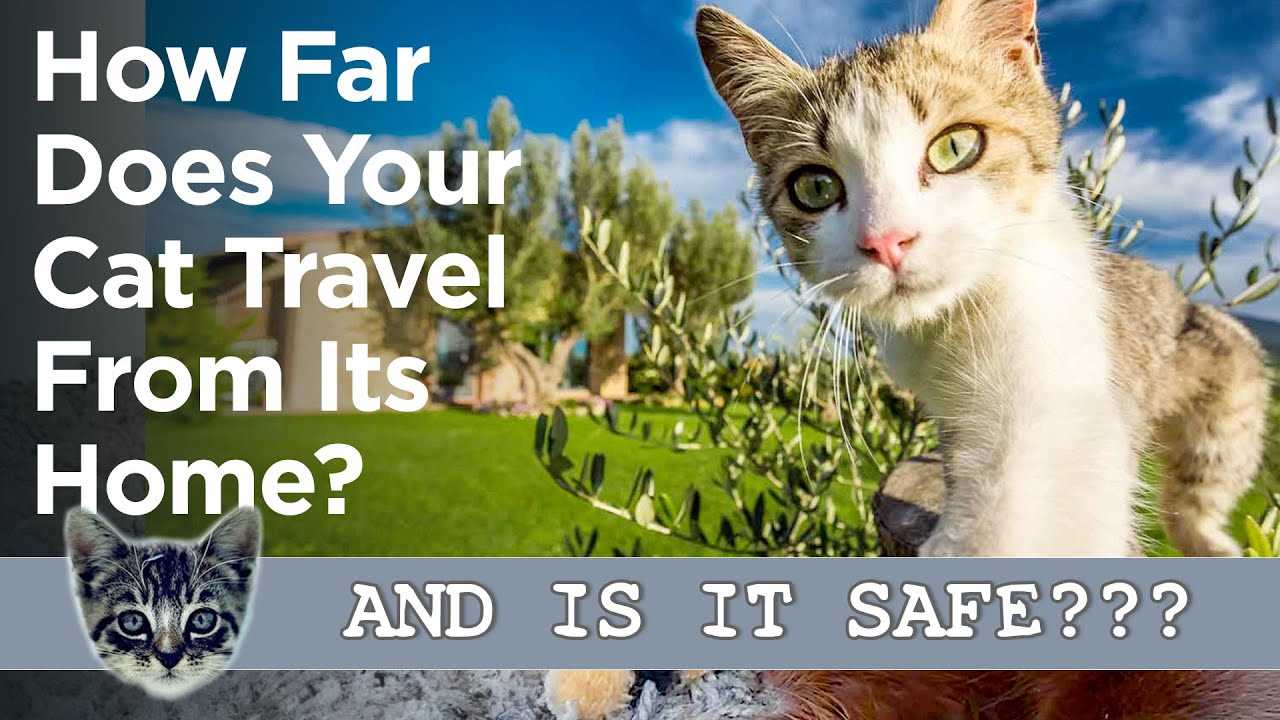 Understanding Cat Behavior and Territory Limits