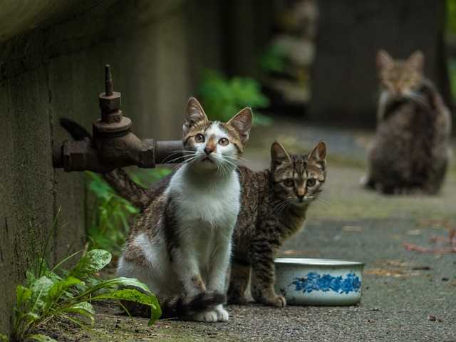 Distance Traveled by a Feline Caregiver