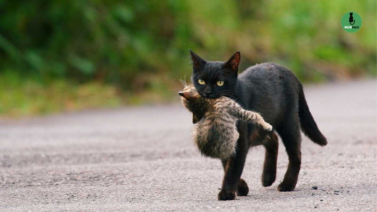 Signs That Indicate a Feline Is Preparing to Relocate Offspring