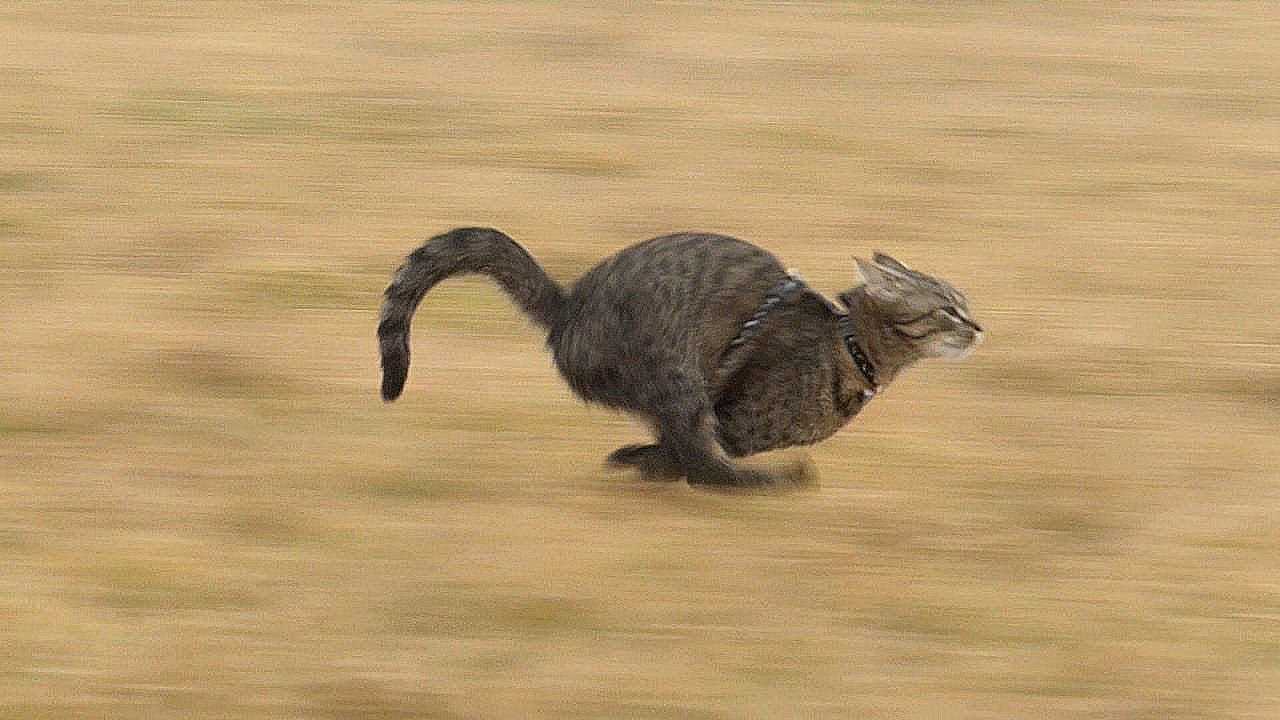 Agility Training