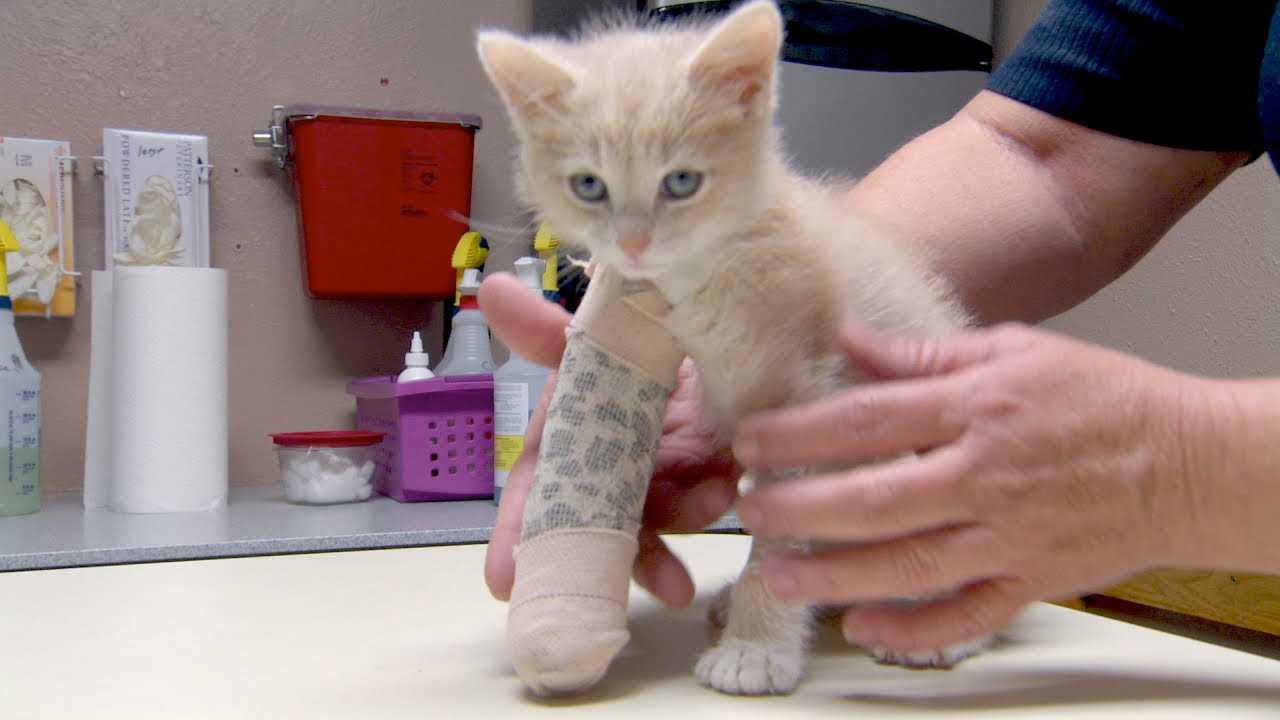Signs of Complications from a Fracture in Felines