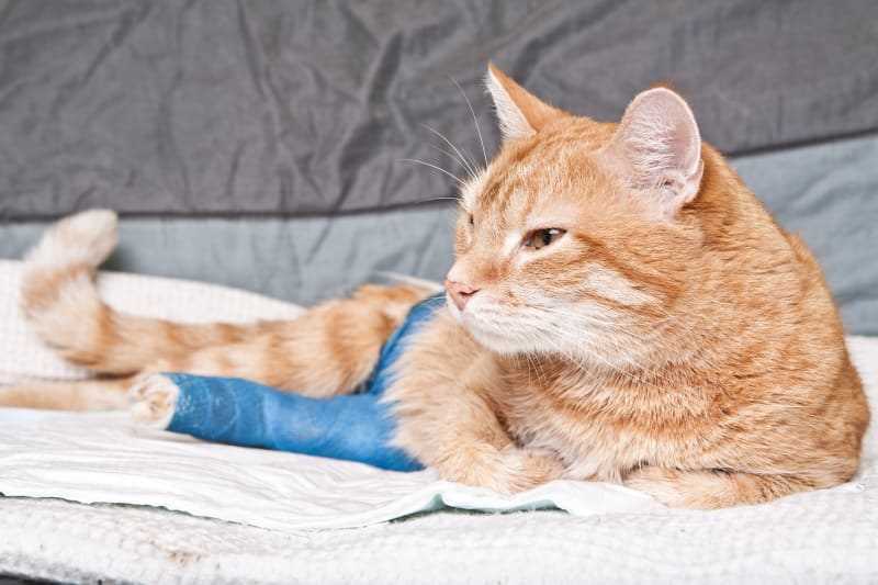 How Fast Can a Cat Die from a Broken Leg