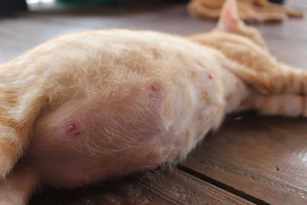 Signs of Estrus in Cats Postpartum