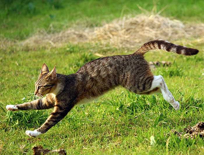 Speed in the Wild