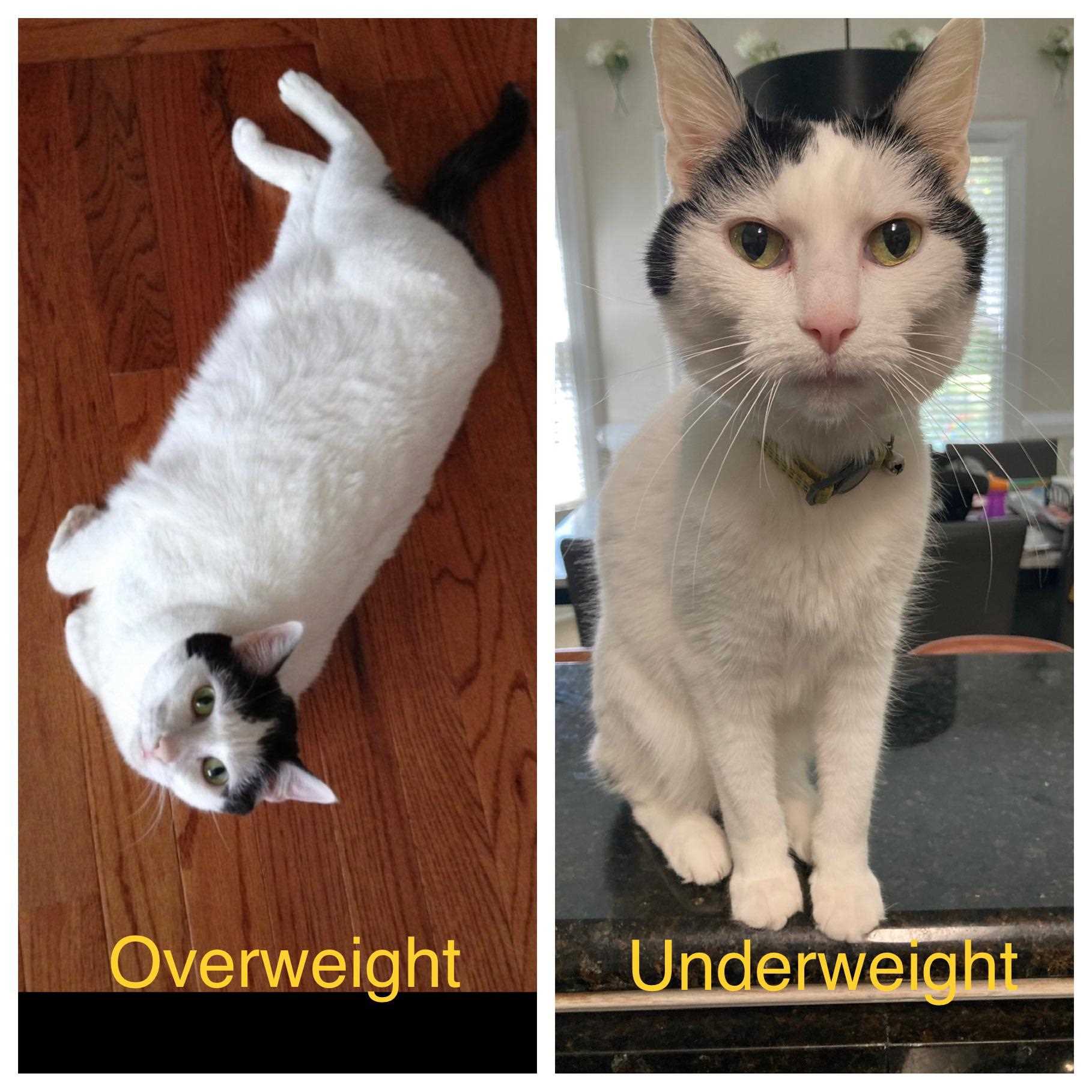 Choosing the Right Food