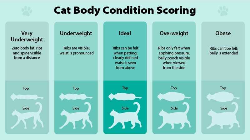 Monitoring Progress: How to Track Your Cat's Weight Loss