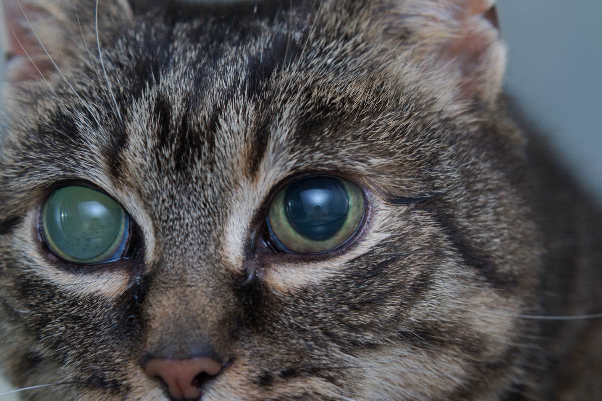 Understanding the Dangers of Eye Pressure in Felines