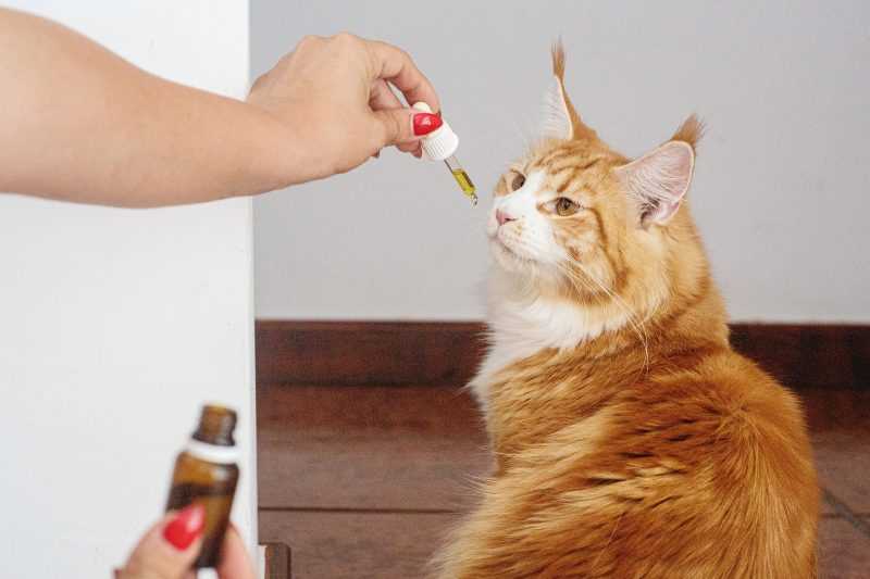 Signs of Miralax Overdose in Cats
