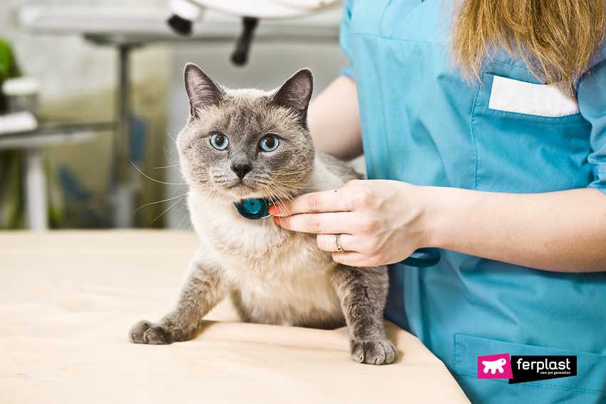 Signs of Abnormal Heart Rate in Cats