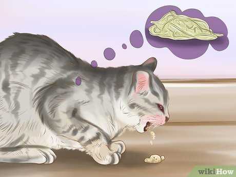 Timeframe for Different Types of Dewormers in Cats