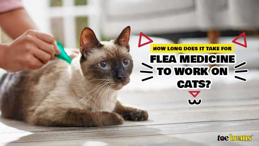 What to Do If Fleas Persist After Treatment