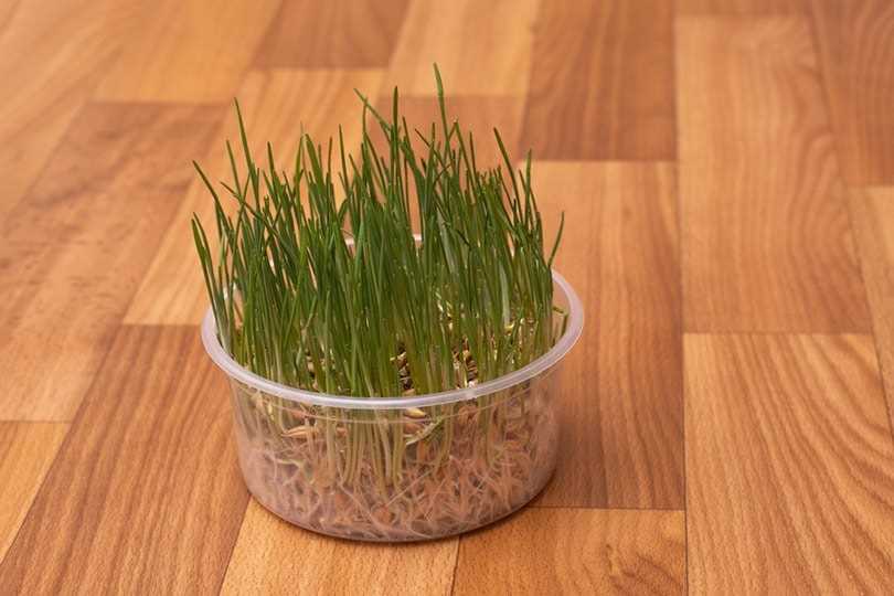 Soil and Fertilization